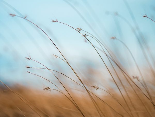 Grasses grasses swaying in the wind